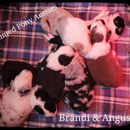 Australian Shepherds from Painted Pony Aussies