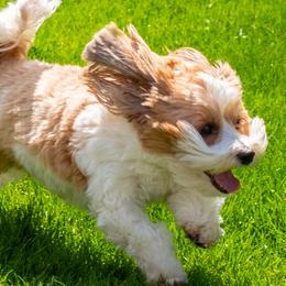 Havanese from VanCort's Happy Havanese