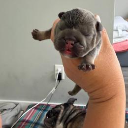 Boy 4 - Blue tri-color male Bulldog puppy in Hobe Sound, Florida from Amanda’s Bullies
