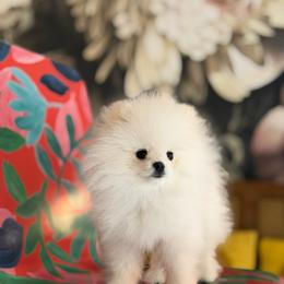 Armani - White male Pomeranian puppy in Pollock Pines, California from Glitzypoms