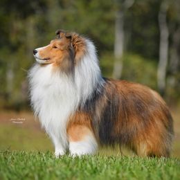 Brandon - Shetland Sheepdog