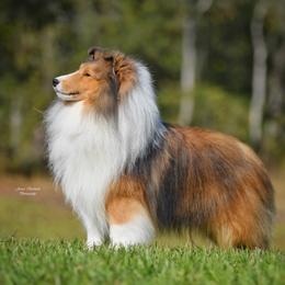 Brandon - Shetland Sheepdog