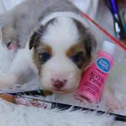 Australian Shepherd Puppies from Cooper Ridge Aussies