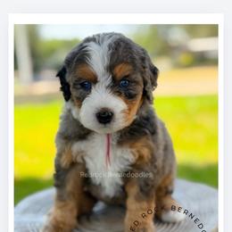 Dahlia - Merle female Bernedoodle puppy in Syracuse, Utah from Redrockbernedoodles