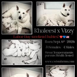 BLUEBERRY BOY - White male German Shepherd puppy in Apache Junction, Arizona from CS Vista Farms