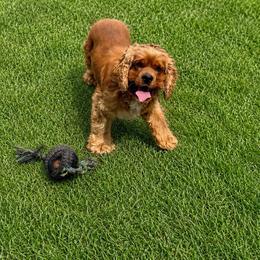 Bentley - Cocker Spaniel