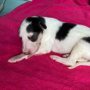 Eidolon - Sable Borzoi puppy in Boring, Oregon from Saxafrax Borzoi