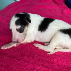 Eidolon - Sable Borzoi puppy in Boring, Oregon from Saxafrax Borzoi