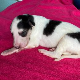 Eidolon - Sable Borzoi puppy in Boring, Oregon from Saxafrax Borzoi
