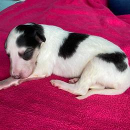 Eidolon - Sable Borzoi puppy in Boring, Oregon from Saxafrax Borzoi