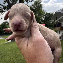 Holden - Cream male Dachshund puppy in Bentonville, Arkansas from T & D Dachshunds by design
