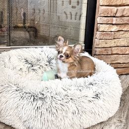 Buttercup - Blue brindled fawn female Chihuahua puppy in Anderson, South Carolina from Lil Treasures Chihuahuas