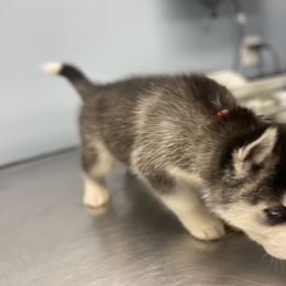 Siberian Husky Puppies from KD Husky Family