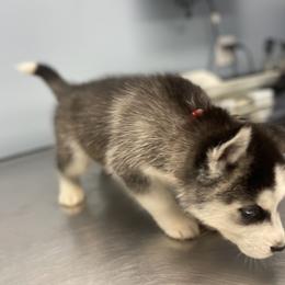 Siberian Husky Puppies from KD Husky Family