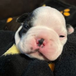 Australian Shepherd and Boston Terrier Puppies from PrimaShowDogs