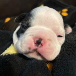 Australian Shepherd and Boston Terrier Puppies from PrimaShowDogs