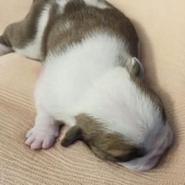 Rock - Fawn male Bulldog puppy in Salem, Illinois from Itsabulldogthing