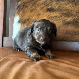 Glam - Chocolate and tan female Dachshund puppy in Hawley, Texas from Foxy’s Dachshunds & Toy Aussies