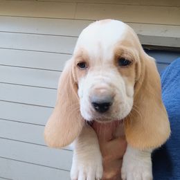 Black Collar Boy - Lemon and white male Basset Hound puppy in Richland Hills, Texas from The Basset Family