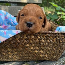 Mintie - (Mint Chocolate Chip) - Red female Bordoodle puppy in Canfield, Ohio from Poo's Doo's & Inu's