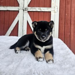 Sora - Black and tan female Shiba Inu puppy in Sacramento, California from Shiba Inu of Matrix