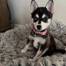 Girl 1 - Black and white female Alaskan Klee Kai puppy in Beverly Hills, Florida from Lucky Charm Klee Kai