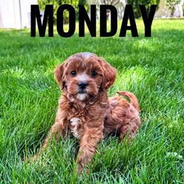 Monday - Red  male Goldendoodle puppy in Bountiful, Utah from Red Brick Doodles