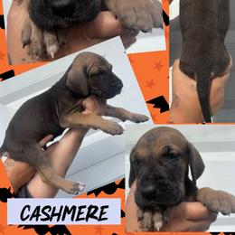 Cashmere - Fawn male Great Dane puppy in Wellsville, New York from Prophecy Danes