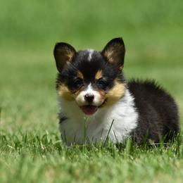 Pembroke Welsh Corgi Puppies from Willow Creek Corgis