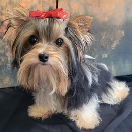 Bucky - Biewer Terrier