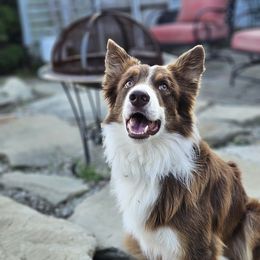 Lincoln - Border Collie