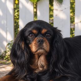 Harper - Cavalier King Charles Spaniel