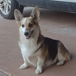 Paige - Pembroke Welsh Corgi