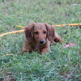 Buster - Red male Dachshund puppy in Tulsa, Oklahoma from Eternal Puff AKC Lhasa Apsos OR AKC Miniature Long Haired Dachshunds
