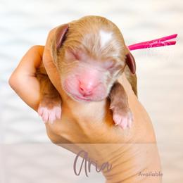 Aria - Red  female Goldendoodle puppy in Mahomet, Illinois from Jordan Family Doodles