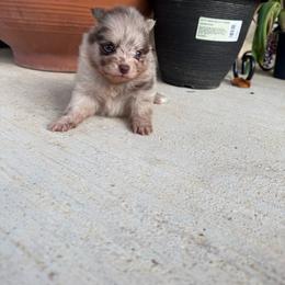 Milkshake - Chocolate merle male Pomeranian puppy in Texas from D&C Pomeranians