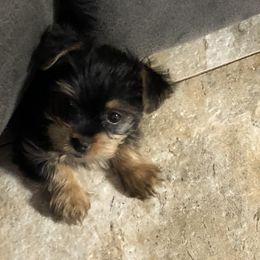 Yorkshire Terrier Puppies from Cindy's Yorkshire Terriers