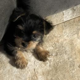 Yorkshire Terrier Puppies from Cindy's Yorkshire Terriers
