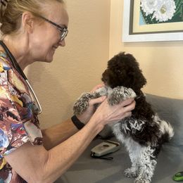 Lagotto Romagnolo Puppies from Anna’s Lagottos