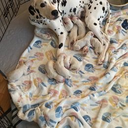 Dalmatian Puppies from Dalmatian Creation