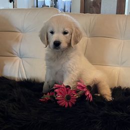 Tansy - Light golden female Golden Retriever puppy in Ennis, Texas from Amberidge Golden Retrievers