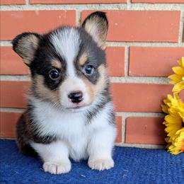 Beatrice - Black and tan female American Corgi puppy in Shawnee, Oklahoma from Sunray Ranch