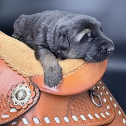 Rouge - Black and red female German Shepherd puppy in Lebanon County, Pennsylvania from Regalimage