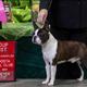 BISS GCH William