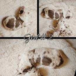 Girl 2 - Liver and white female Cardigan Welsh Corgi puppy in Natchitoches. La, Louisiana from Bleu Bayou Corgis