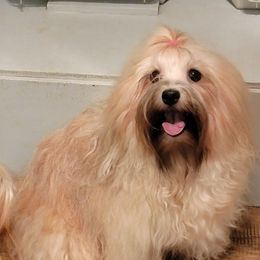 Dolly - Havanese