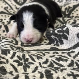 Atlas - Black and white male Border Collie puppy in Mckinney, Texas from Border Collies of Ruidoso