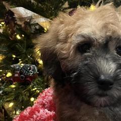 Soft Coated Wheaten Terriers and Whoodles from Miniature Whoodles & Wheaten terriers Utah