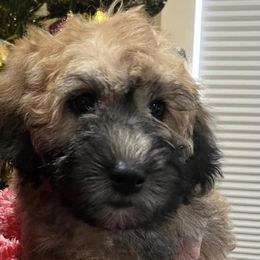 Soft Coated Wheaten Terriers and Whoodles from Miniature Whoodles & Wheaten terriers Utah