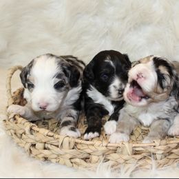 Aussiedoodle and Goldendoodle Puppies from Skyridge Doodles